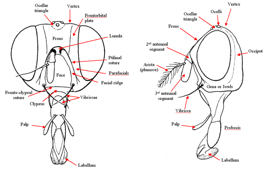 Fly parts - morphology diagrams | Dipterists forum